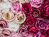 rosas-san-valentin-300×200-1